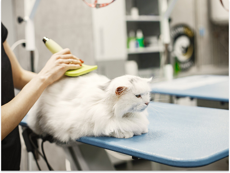 Peluqueria felina